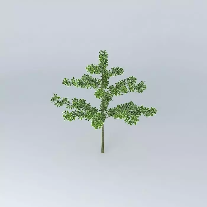 Ketapang tree Free 3D model