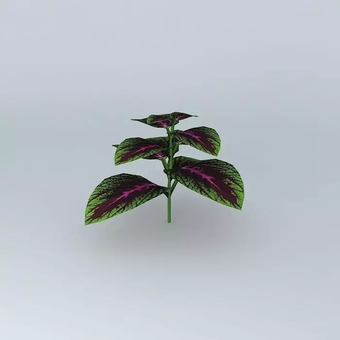 Coleus Hybrid Free 3D model_0