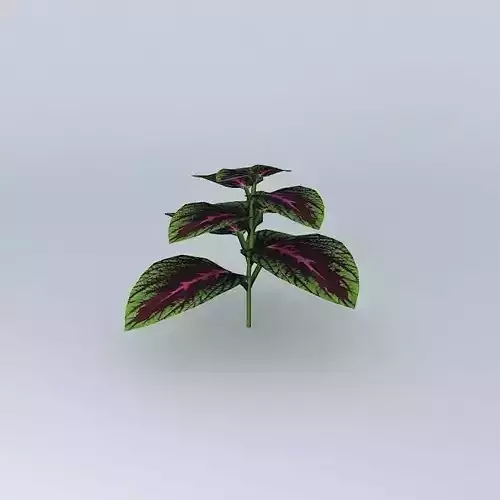 Coleus Hybrid