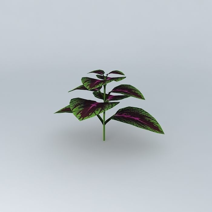 Coleus Hybrid Free 3D model_1