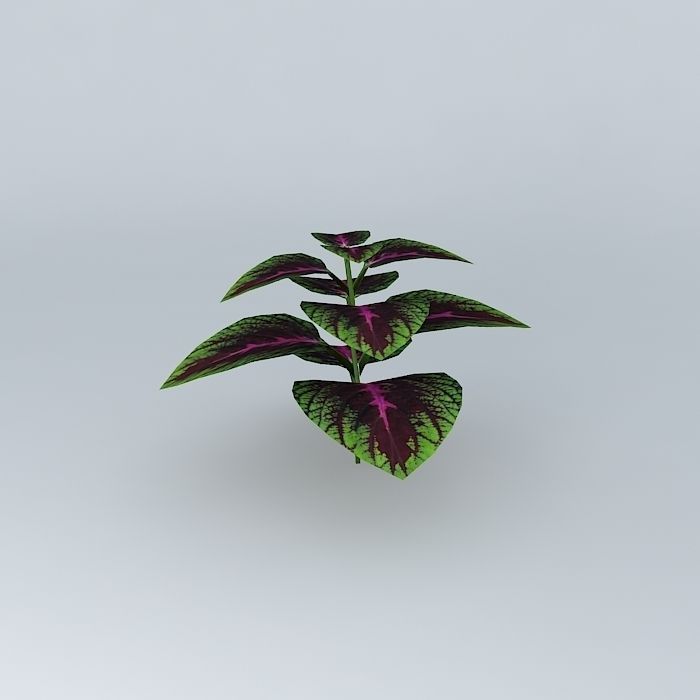 Coleus Hybrid Free 3D model_2
