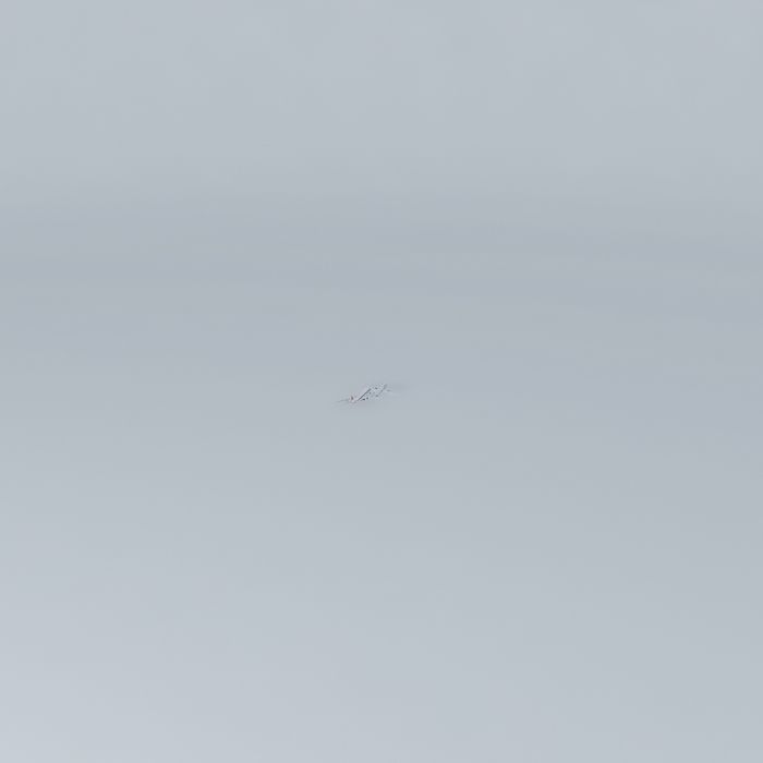 United Airlines Flight 288 and CargoLux Flight 9330F {2015; 3Mb} Free 3D model_1