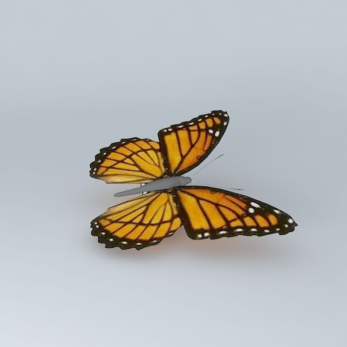 The Viceroy Butterfly 3D model_2