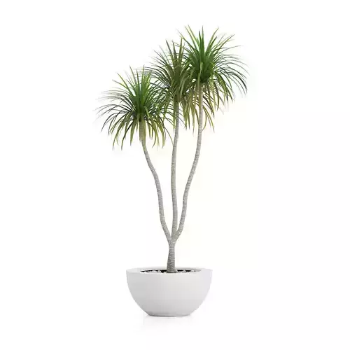 Potted Palm TreePotted Palm Tree 3D model