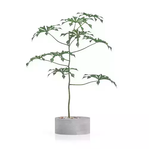 Plant in Concrete Pot