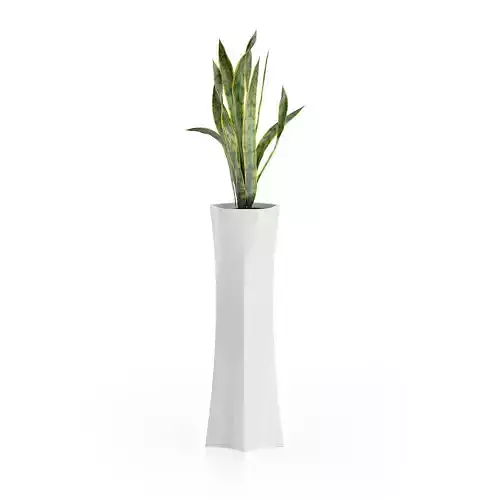 Snake Plant in Tall Pot 3D model