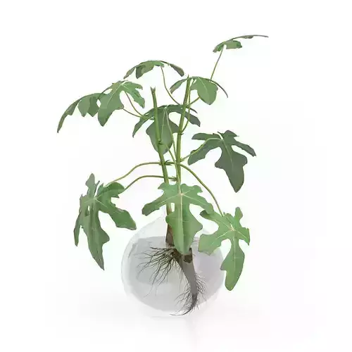 Fig Plant in Glass Vase 3D model