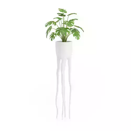 Monsteria Plant in Tall Pot