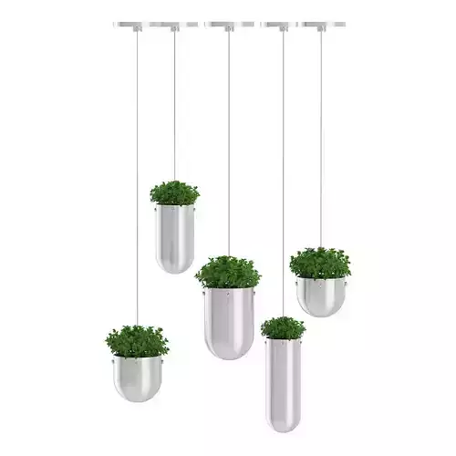 Plants in Metal Hanging Pots