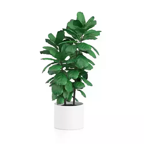 Potted Ficus Tree