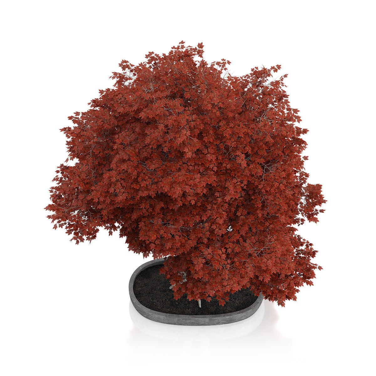 Red Bonsai Tree 3D model_4