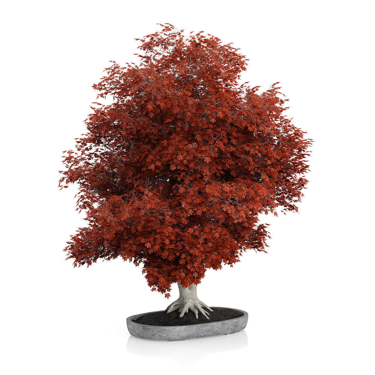 Red Bonsai Tree 3D model_2