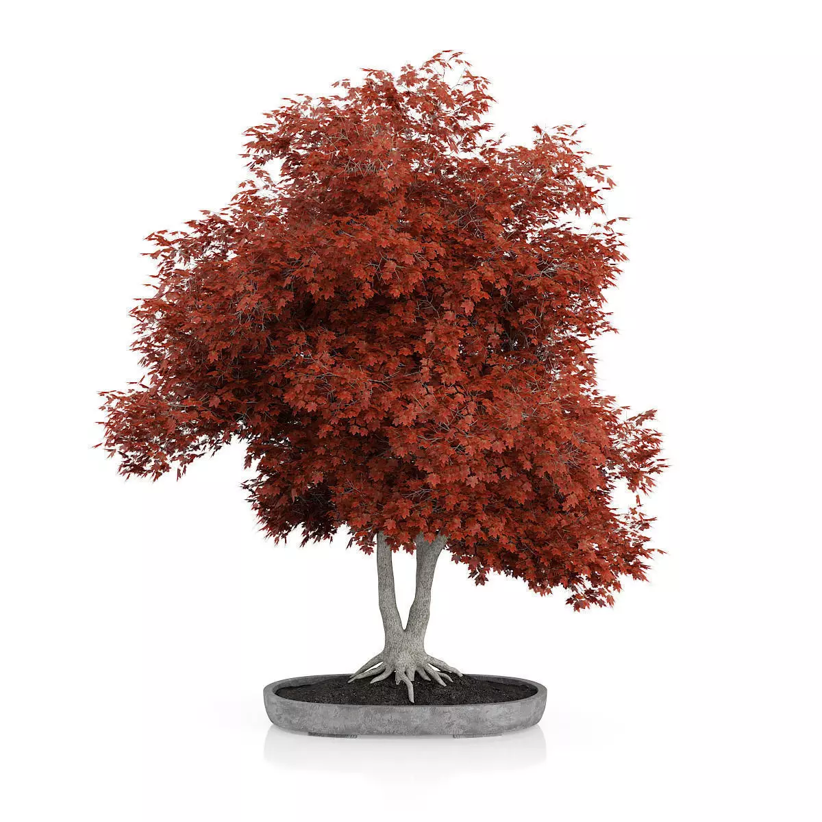 Red Bonsai Tree 3D model_0