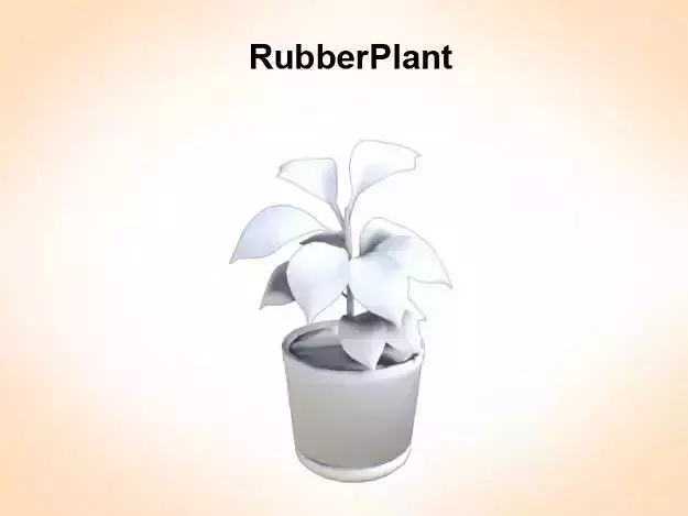 Rubber Plant