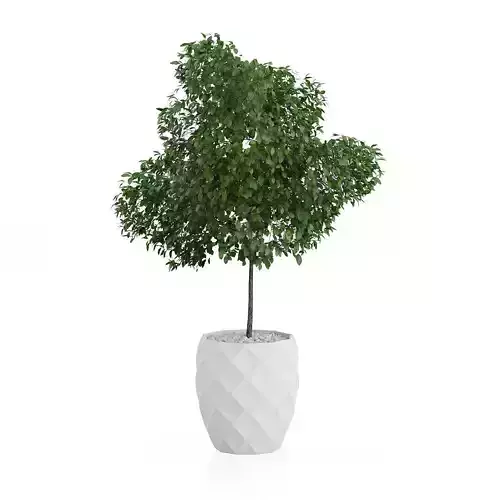Potted Tree 1