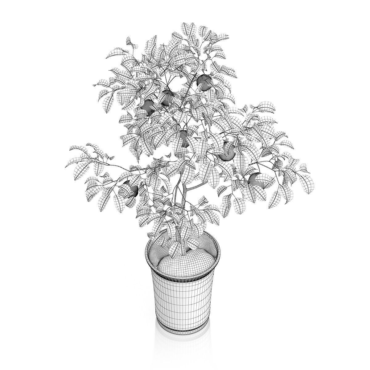 Potted Lemon Tree 3D model_5