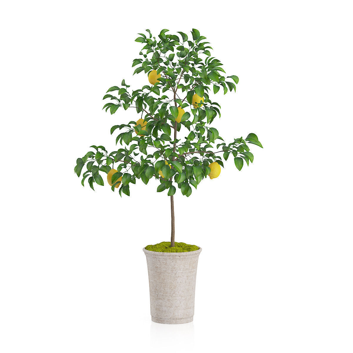 Potted Lemon Tree 3D model_2