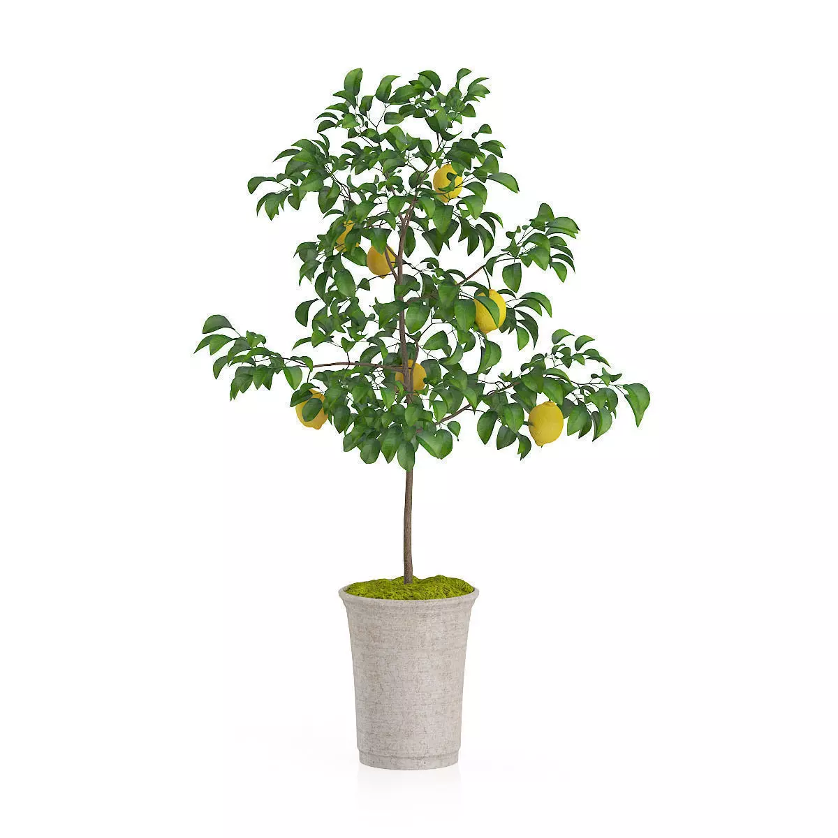 Potted Lemon Tree 3D model_0