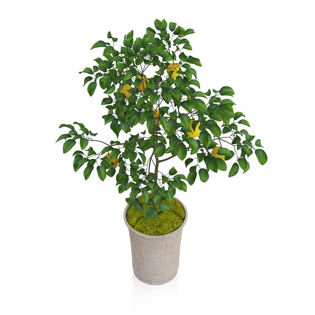 Potted Lemon Tree 3D model_4