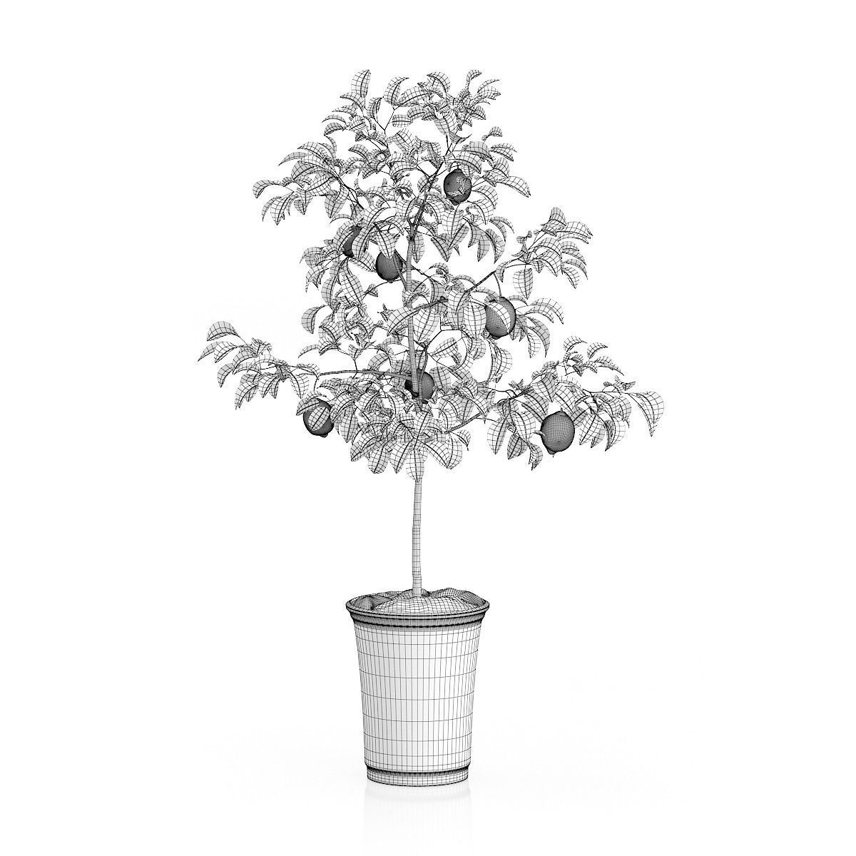 Potted Lemon Tree 3D model_1