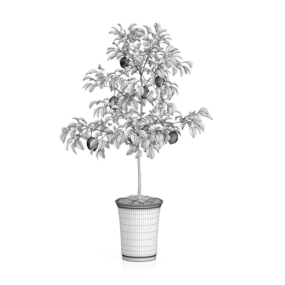 Potted Lemon Tree 3D model_3