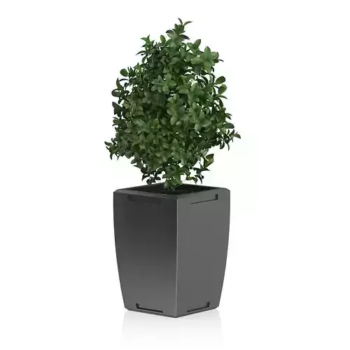Plant in Rectangular Pot
