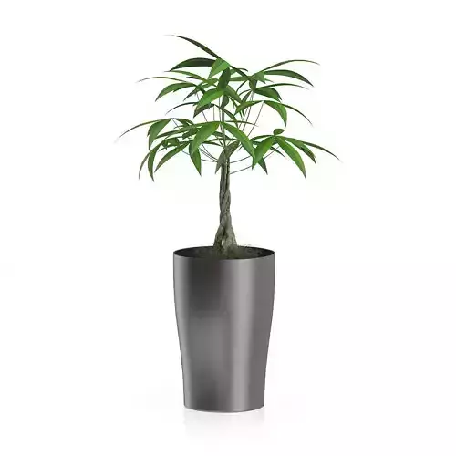 Money Tree in Dark Pot