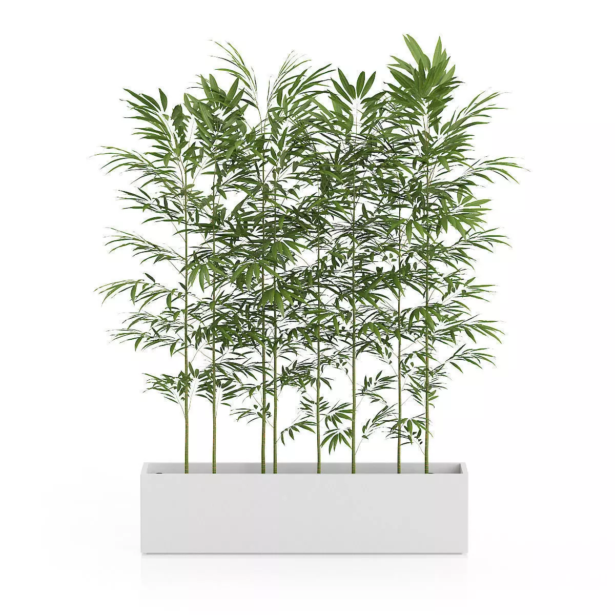 Bamboos in Large Rectangular Pot 3D model