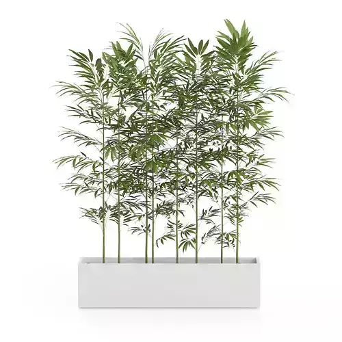 Bamboos in Large Rectangular Pot 3D model