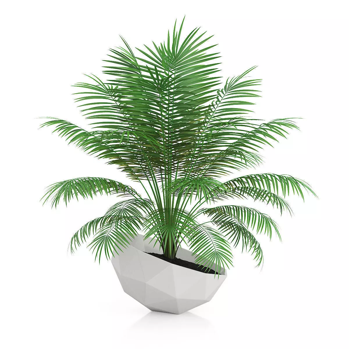 Palm Tree in Modern Pot 3D model_0