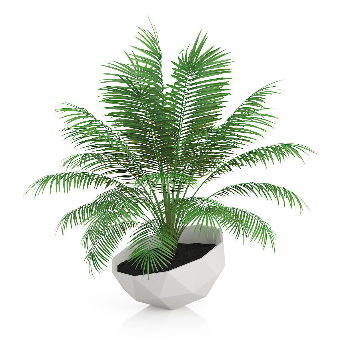 Palm Tree in Modern Pot 3D model_4