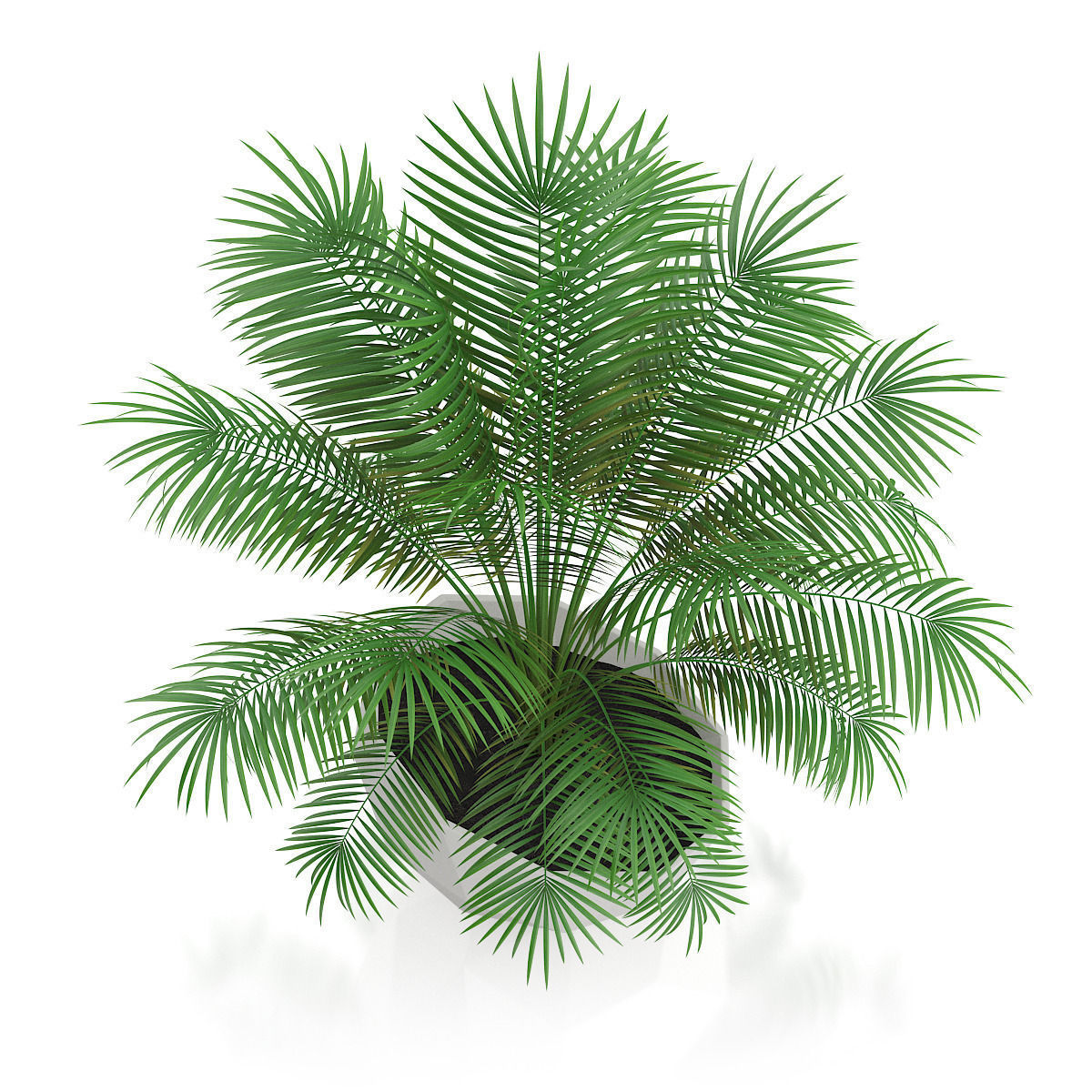 Palm Tree in Modern Pot 3D model_2