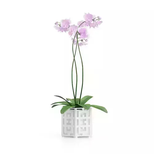 Orchid Flower in Hexagonal Pot