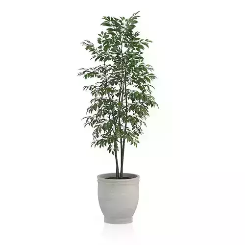 Small Tree in Stone Pot