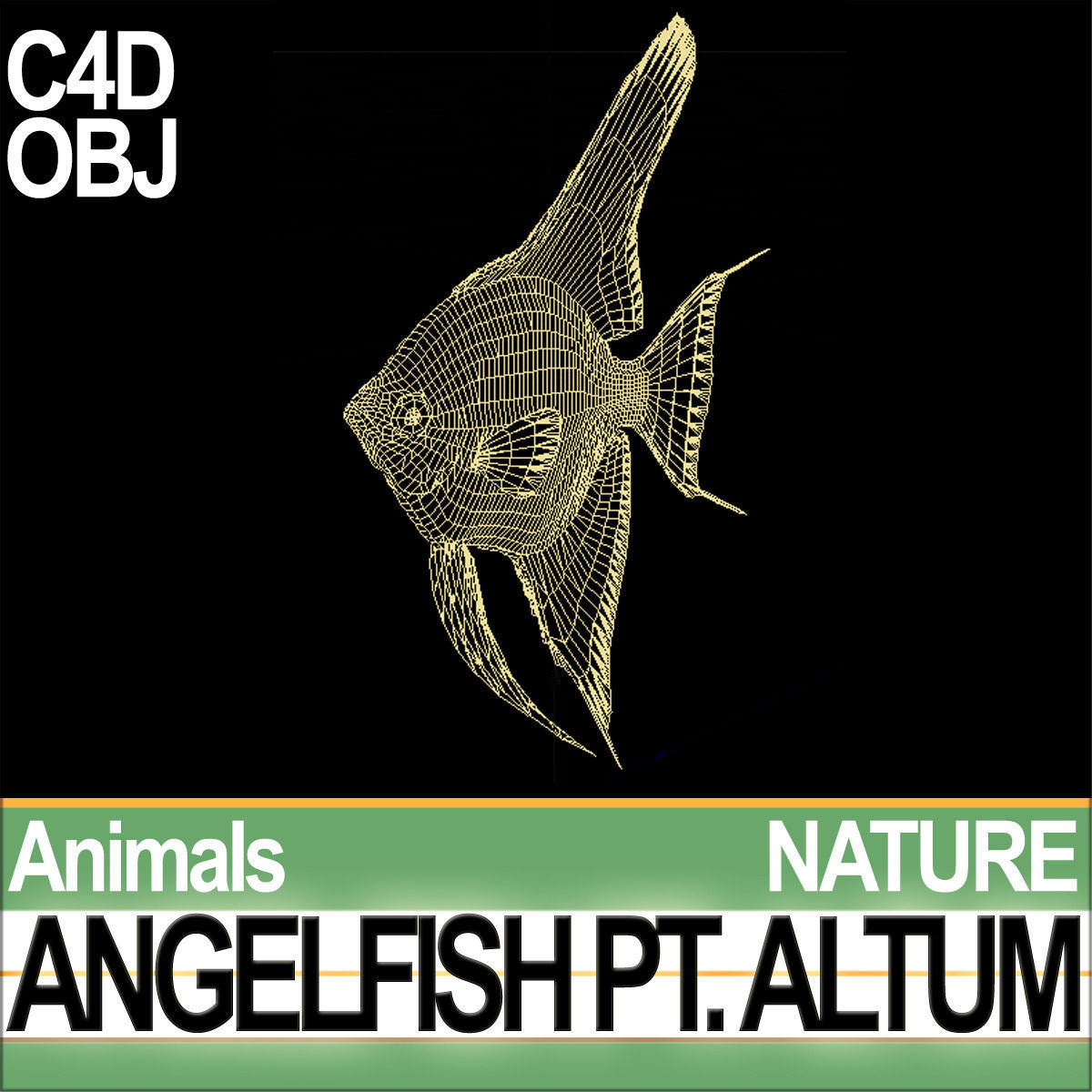 Angelfish Pt Altum 3D model_4