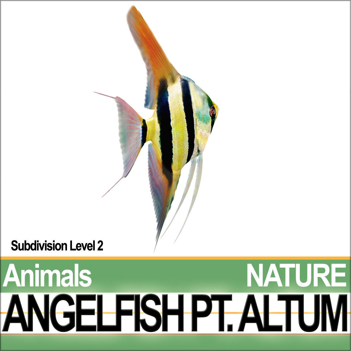 Angelfish Pt Altum 3D model_1