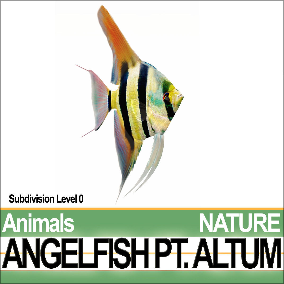 Angelfish Pt Altum 3D model_2