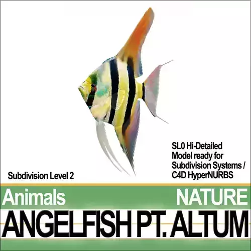 Angelfish Pt Altum