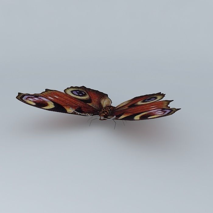 Butterfly peacock Free 3D model_1
