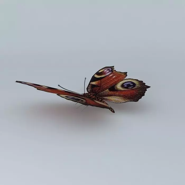 Butterfly peacock Free 3D model_0
