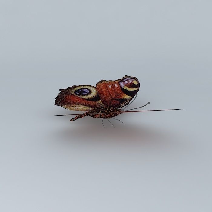 Butterfly peacock Free 3D model_2