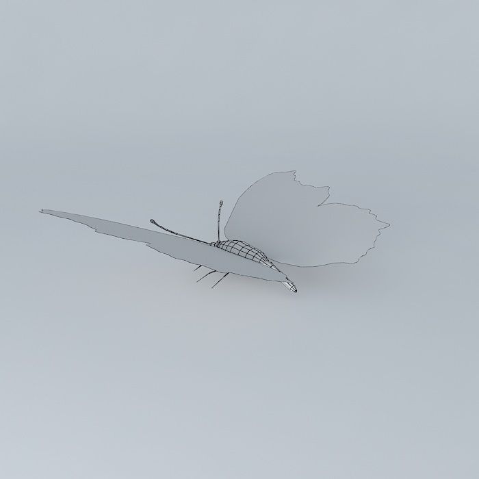 Butterfly peacock Free 3D model_3