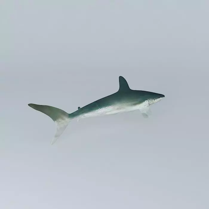 Shark Free 3D model