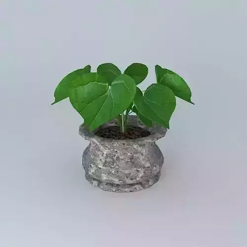 Plant in pot