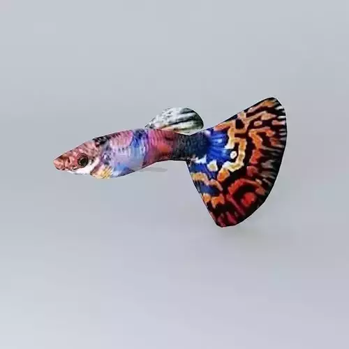 Very colorful fish Free 3D model