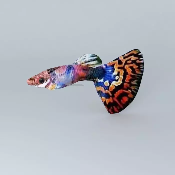 Very colorful fish Free 3D model_0