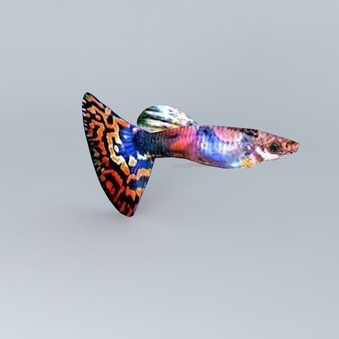 Very colorful fish Free 3D model_1