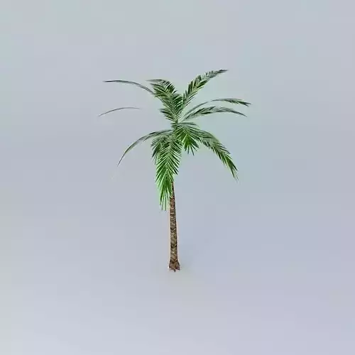 A palm tree