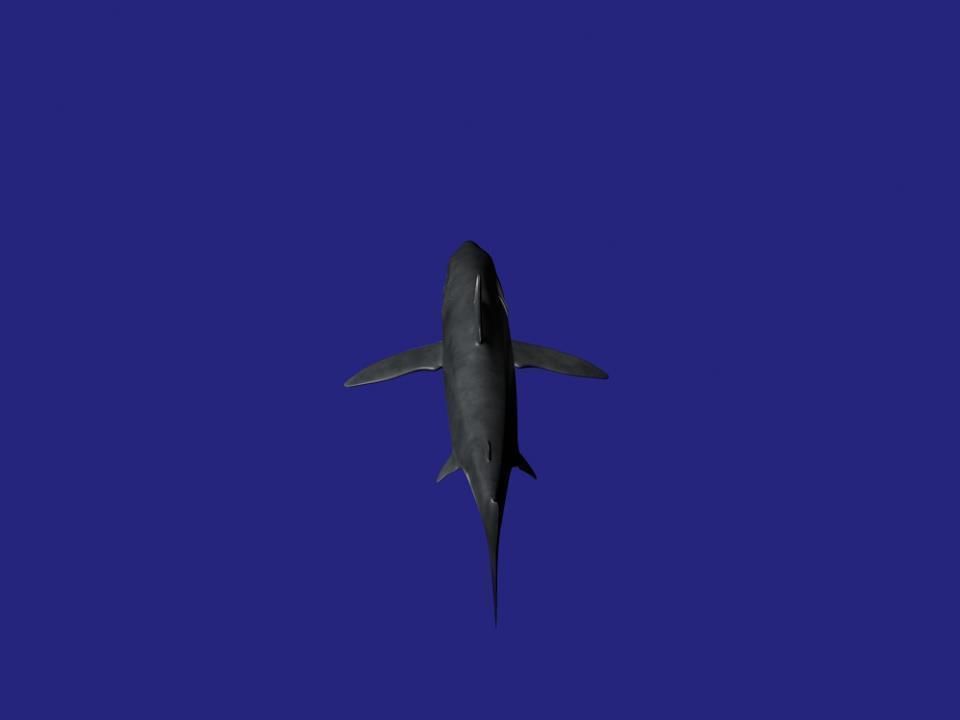 Shark AAA Low-poly 3D model_14