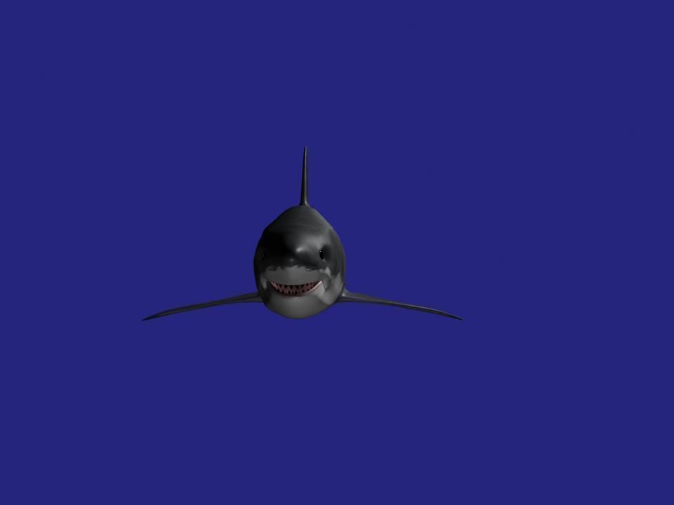 Shark AAA Low-poly 3D model_18